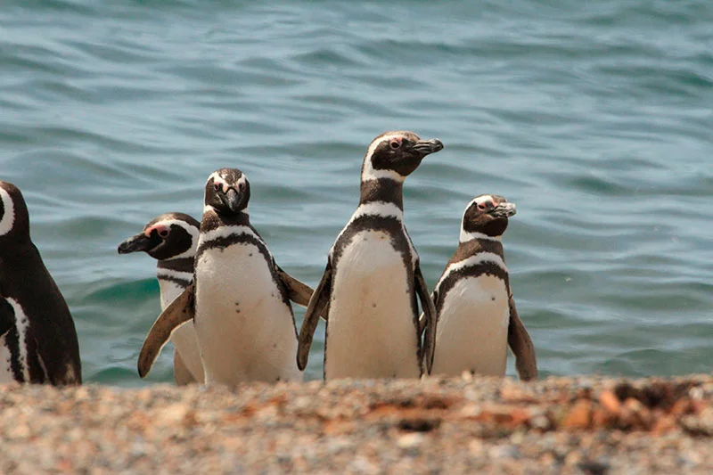 Pasajeros de crucero: millones de pingüinos en Punta Tombo - Tour
