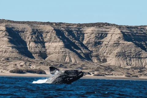 Excursión Península Valdés y sus dos golfos
