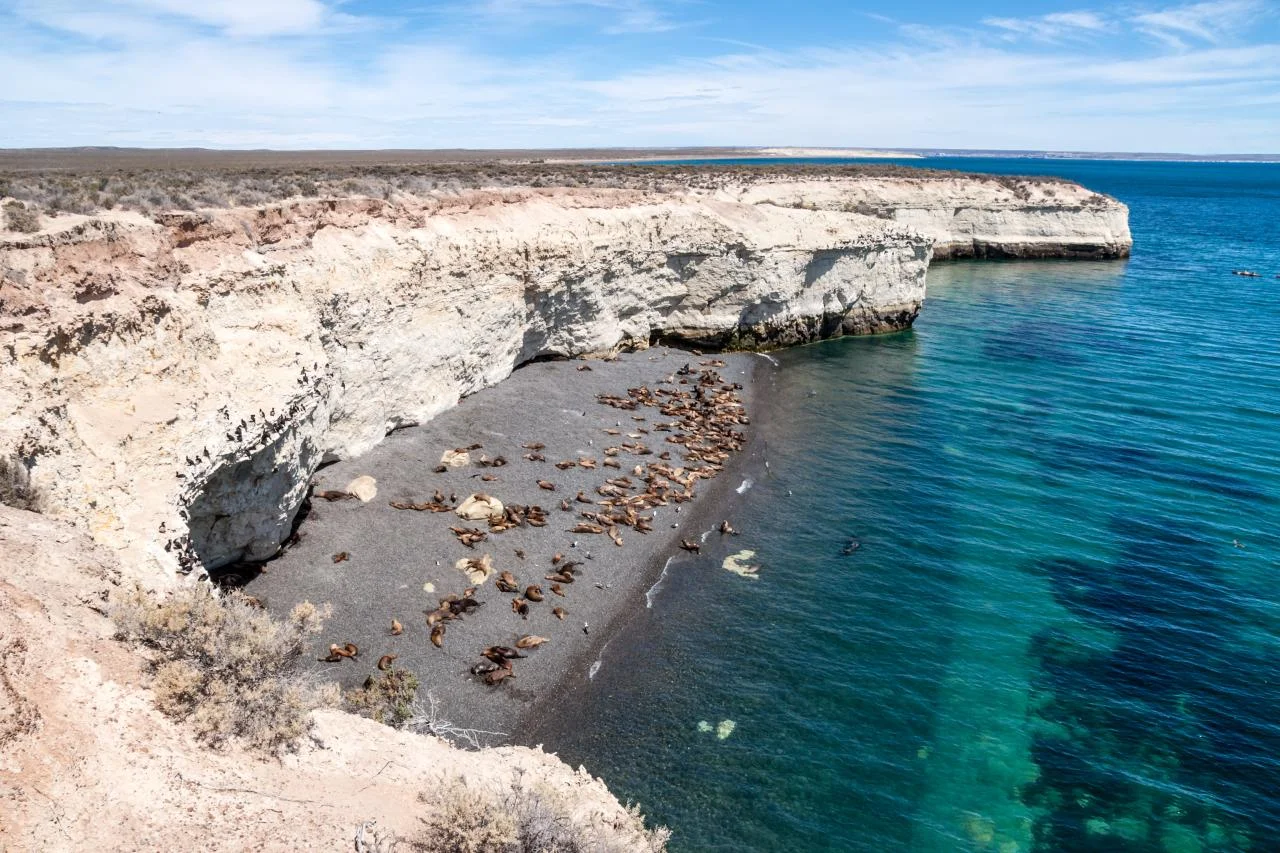 Amonite Travel 8