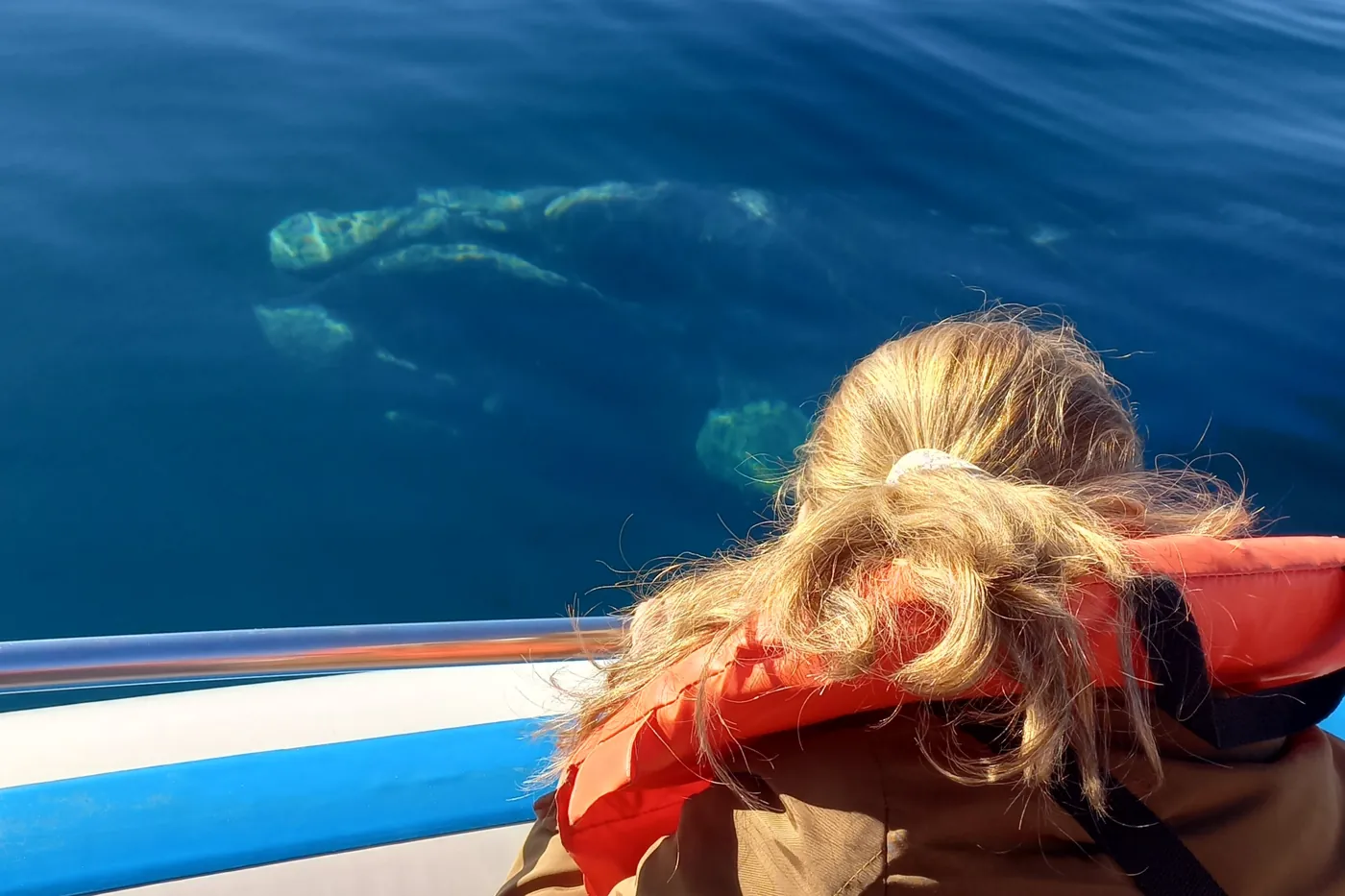Navegación de Ballenas